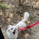 행복한댕댕이 이미지