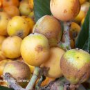 약이되는 과일 자연산 비파 열매 효소용 반값 거꾸로 경매 이미지