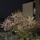 빵위에치즈 수영점 | 울산동구맛집 빵위에치즈 일산지 피자 맛집 후기