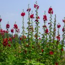 신리마을 이미지