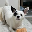 칸타삐야 이미지