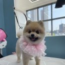남양펫 이미지