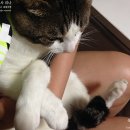 1258 | 망원동 상실이네+1988 발목골절수술 1258일, 핀제거수술 731일 점심먹으니 저녁, 저녁먹으니 야밤 ㅠ_ㅠ