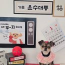 꽁꼼하개 이미지