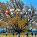 원주굽이길 원7코스 반계리은행나무길 | 강원도 단풍 원주 반계리 은행나무 막차 11월3일 현황 주차안내