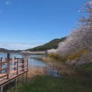 한산공원 한재터널 위 | 여수 돌산 승월마을 벚꽃, 사람 없는 터널 사진 찍으러 오전 9시에 가봤더니