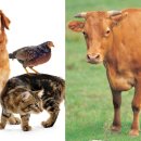 복수축산 이미지