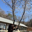 나산5일시장 화장실 | [당진 합덕]벚꽃명소 피어나 카페 2026 벚꽃 개화 상태｜현재 개화율 실시간 후기(4월 5일 기준)