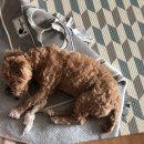 이뿌개 귀엽개 이미지