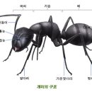 개미상사 이미지