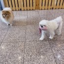 동네개발소 네이버블로그