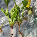 포항농약종묘사 이미지