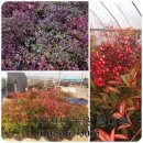 새천년농장 이미지