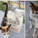 메리 동물병원 이미지