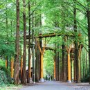 장태산자연휴양림 이미지