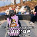 코땅 펫택시 | 대구 애견미용 유치원 픽드랍 다 되는 동대구 펫사랑유치원