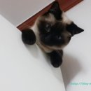 쪼코의옷장 이미지