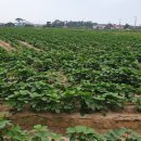 신안군 콩 계약재배로 농가 소득 증대 기여[e미래뉴스] 이미지