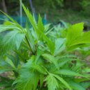 포일농장 이미지