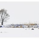 나무사이로 이미지