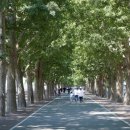 은행나무길 시사저널