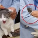 강아지와고양이나라 동물병원 이미지