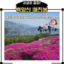 동원초등학교 | 백양산 애진봉 철쭉, 지금이 절정! 부산 도심 속 봄꽃 산책