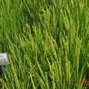 황금밥상 이미지