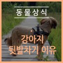 덕정 동물의료센터 이미지