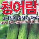 청어람 Daum카페
