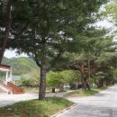 원당리~생태식물원 소나무 가로수 | 양구8경 생태식물원과 양구7경 후곡약수터-양구 가볼만한곳.