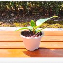 에코식물 생태도감 | 중랑구 환경교육센터 '소중한 내 아이 생태 감수성을 가진 리더로 키우기' 참여 후기