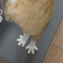 태일동물치과병원 | 2026.06.29 보루 입안 진료_태일동물치과병원