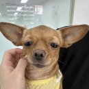 아이블링속눈썹블링 이미지