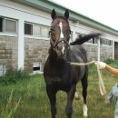 포레스트G1 이미지