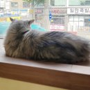 고양이 행복구역 이미지