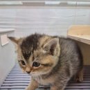 창원고양이분양 퍼스트캣 창원점 이미지