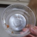 브라보 마이펫 이미지