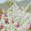 중리어린이공원 | 수원 화성 용인 벚꽃 명소 총정리, 주차까지 같이 정리했어