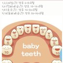 아기 이빨 나는 순서요~~ 이미지