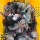 당일매입) 생물병어(횟감,구이,조림가능)/생물열기(볼락)특가2kg15.000원/(활)돌문어 판매 이미지