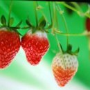 해천농장 이미지