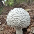 흰가시광대버섯(닭다리버섯) 이미지