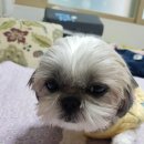 몽몽이 이미지