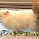 순심이