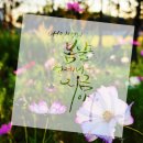 캘리스토리 이미지