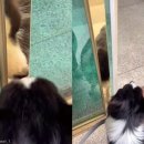 이모네 강아지 이미지