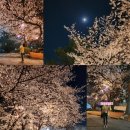 [평택]벚꽃이 만개한 평택대학교 벚꽃산책 밤 방문 후기