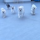 개린이세상 | 울산 삼산동 개린이세상 호텔링 후기