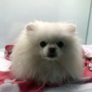 메르시동물병원 이미지